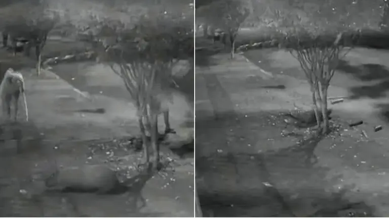 Violent Attack on Capybara Causes Outrage in Brazil