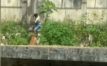 Man Dies After Invading Lioness Enclosure in Brazilian Zoo