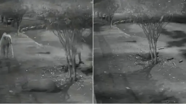 Violent Attack on Capybara Causes Outrage in Brazil