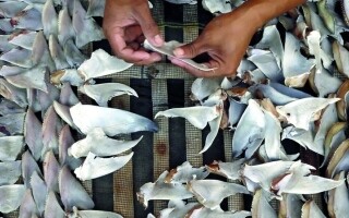 Растущая озабоченность торговлей мясом акул в Бразилии