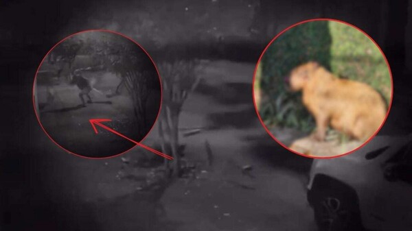 Eight Arrested in Brazil for Brutally Attacking a Capybara