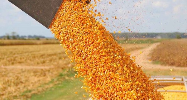 Ожидается снижение производства зерна в Бразилии в 2024 году