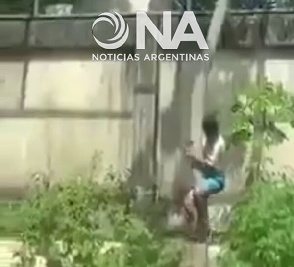 Young Man Killed After Lioness Attack in Brazilian Zoo