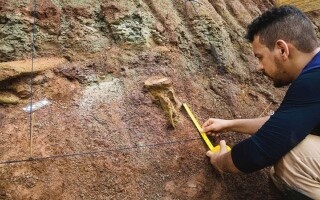 New Giant Dinosaur Species Discovered in Brazil