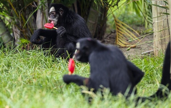 Rio de Janeiro Zoo Animals Get Ice Cream Amid Record Heat