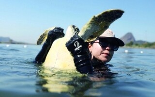 Улучшение здоровья морских черепах в бухте Гуанабара